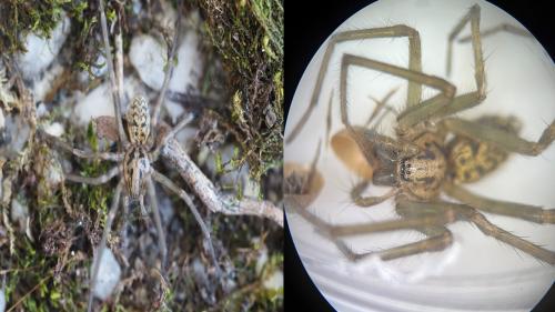 Eratigena sp.